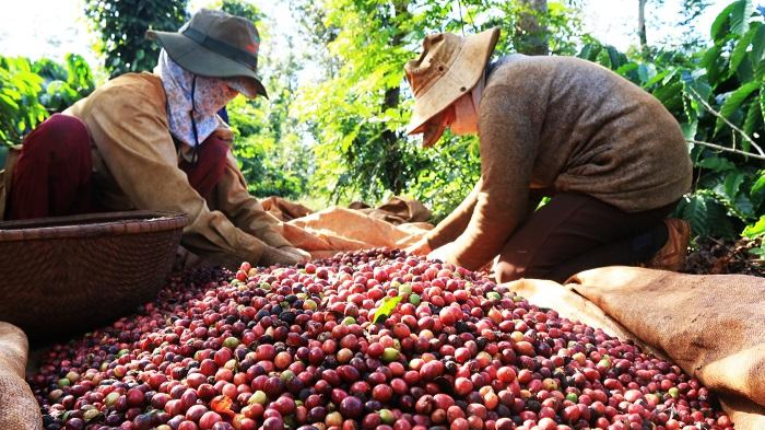 Cà phê sang Peru được hưởng mức thuế suất 0% ngay khi Hiệp định CPTPP có hiệu lực.