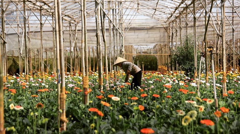 Dịch COVID-19 diễn biến phức tạp đã tác động xấu đến việc tiêu thụ hoa và nông sản trên địa bàn tỉnh Lâm Đồng.