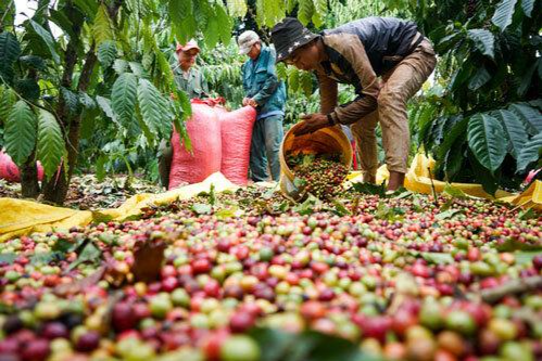 Theo Hiệp định EVFTA, 39 sản phẩm của Việt Nam được EU công nhận và bảo hộ chỉ dẫn địa lý, trong đó có cà phê Buôn Mê Thuột.