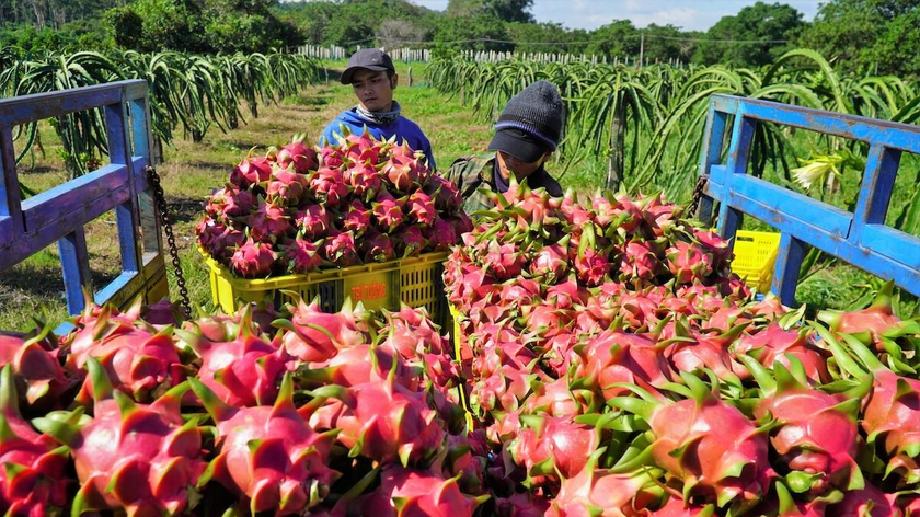 Nông sản Việt xuất sang Trung Quốc sắp bị kiểm soát chặt hơn.