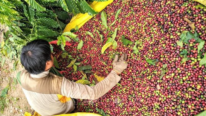 Xuất khẩu cà phê của Việt Nam ước đạt 889 nghìn tấn, trị giá trên 2 tỷ USD trong 5 tháng đầu năm 2022.