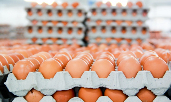 Sản phẩm trứng gà Hòa Phát nhãn hiệu HPE được kiểm nghiệm dinh dưỡng và cấp giấy chứng nhận VietGapHP.
