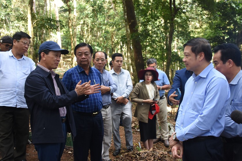Bộ trưởng Nông nghiệp và PTNT Lê Minh Hoan và Bí thư Tỉnh ủy Kon Tum Dương Văn Trang thăm vườn sâm Ngọc Linh.