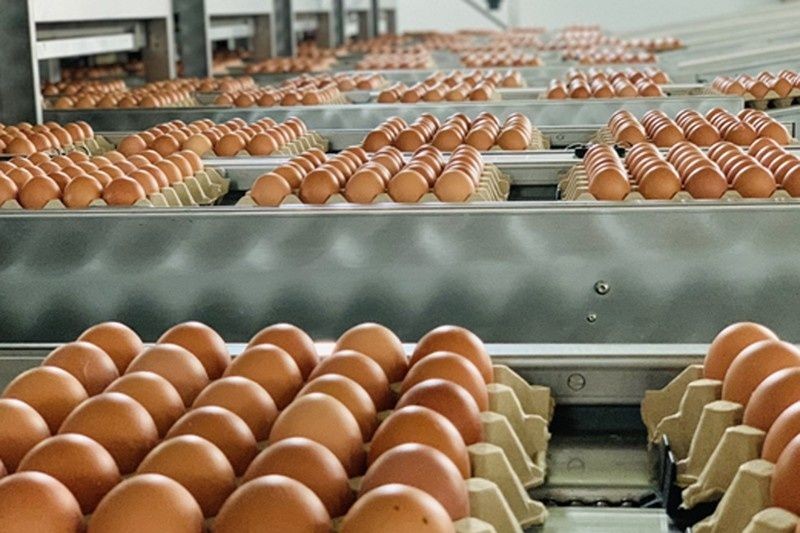 Việt Nam có 4 tỉnh, thành được xuất khẩu trứng, sản phẩm trứng sang Hồng Kông 