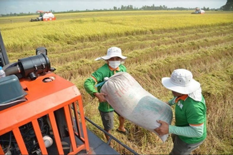 Doanh nghiệp kinh doanh xuất khẩu gạo tập trung khai thác nguồn hàng.