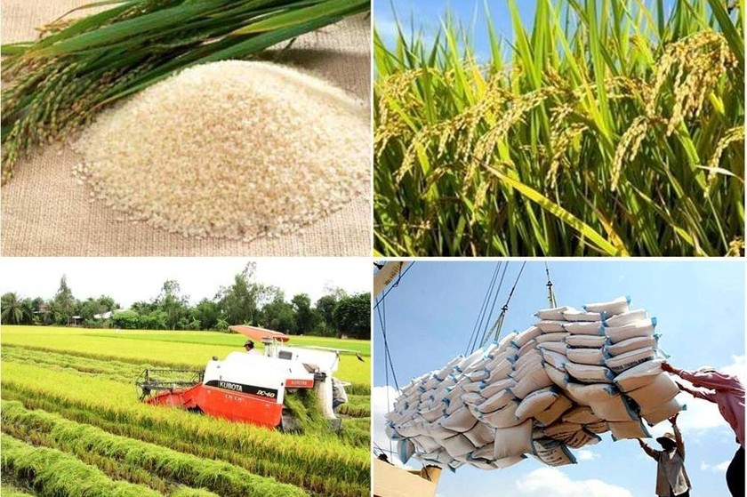 Việt Nam đáp ứng nhu cầu lúa gạo trong nước và yêu cầu xuất khẩu. (Ảnh: Báo Chính phủ)