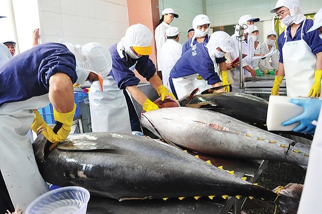 Israel đang là thị trường nhập khẩu cá ngừ đơn lẻ lớn thứ 2 của Việt Nam sau Mỹ (Ảnh minh họa).