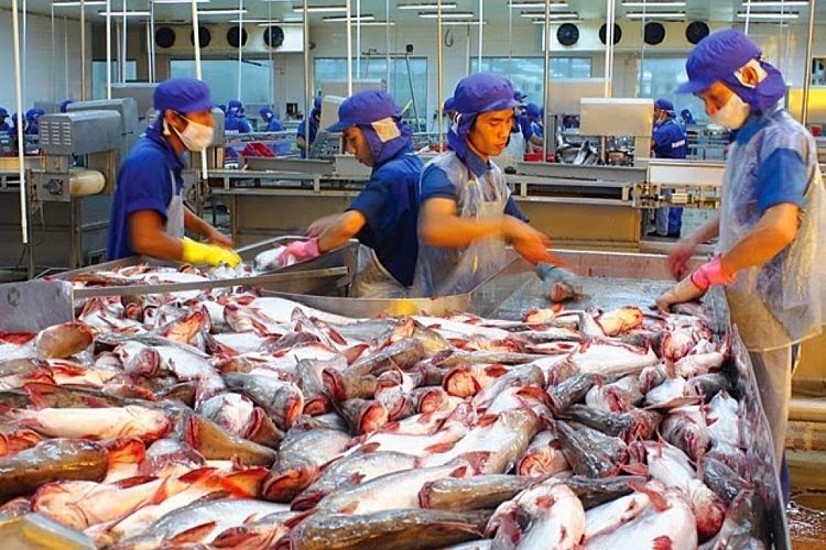 Mỹ là một trong những thị trường nhập khẩu nhiều nhất cá tra, cá ngừ Việt Nam. (Ảnh minh họa)