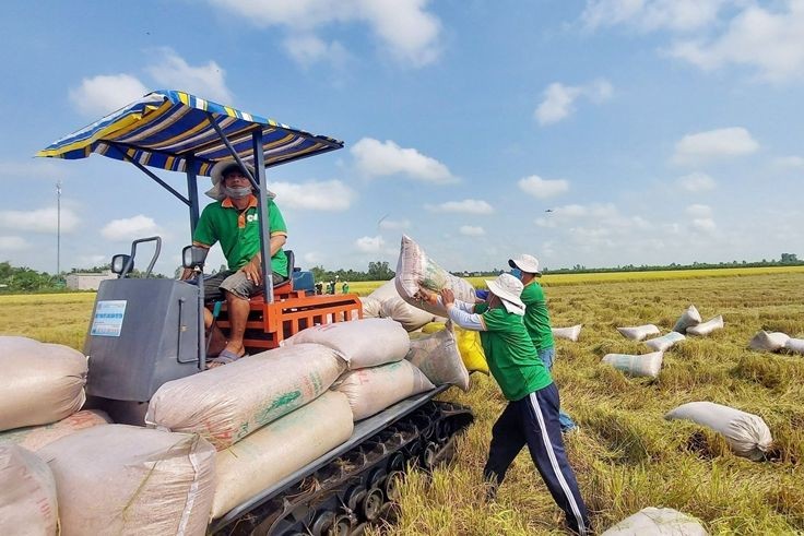 Indonesia muốn mua thêm 1,5 triệu tấn gạo dự trữ quốc gia trong năm 2023. (Ảnh minh họa)