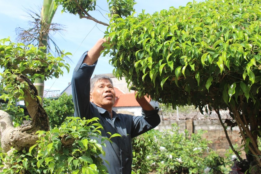Ông Nguyễn Văn Vệ - đảng viên Chi bộ thôn Phú Bình, xã Yên Cường bên vườn cây cảnh. 