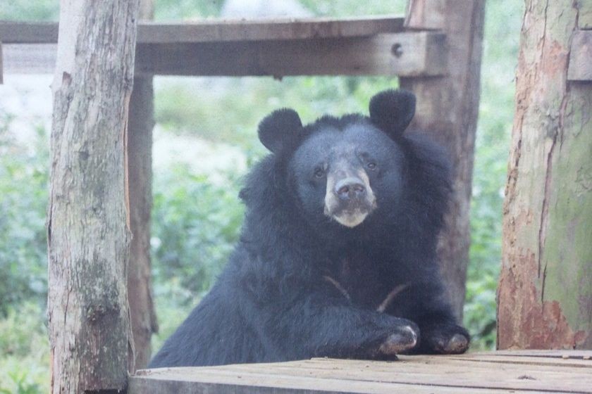 Gấu Nhí Nhố - gương mặt đại diện của Cơ sở bảo tồn gấu Ninh Bình. (Nguồn ảnh: Four Paws)