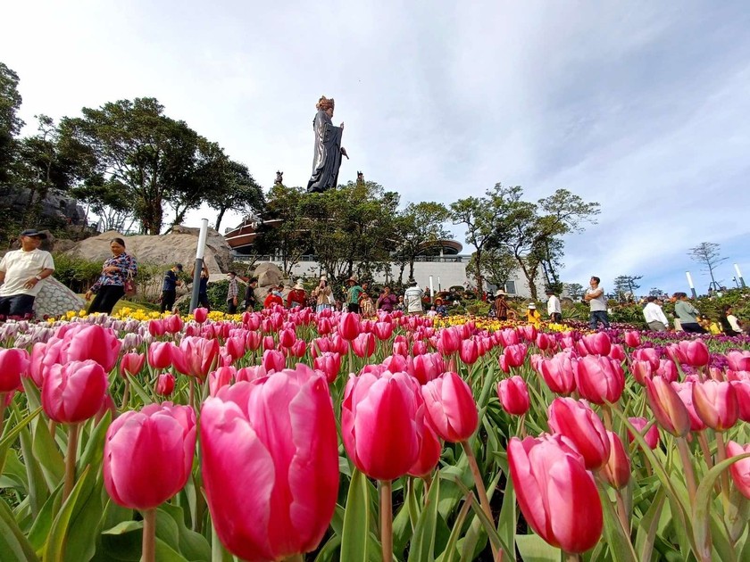 Hoa tulip nở rực rỡ trên đỉnh núi Bà Đen. Ảnh: Sun World Ba Den Mountain.