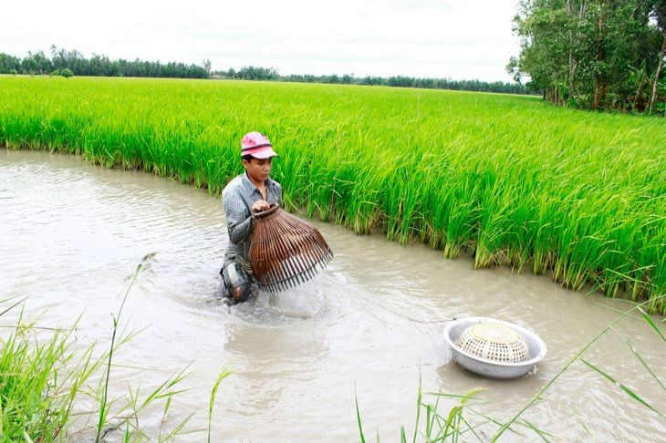Các giống lúa chịu mặn tốt được canh tác xen kẽ vụ tôm ở tỉnh Bạc Liêu. (Ảnh: Chí Quốc)