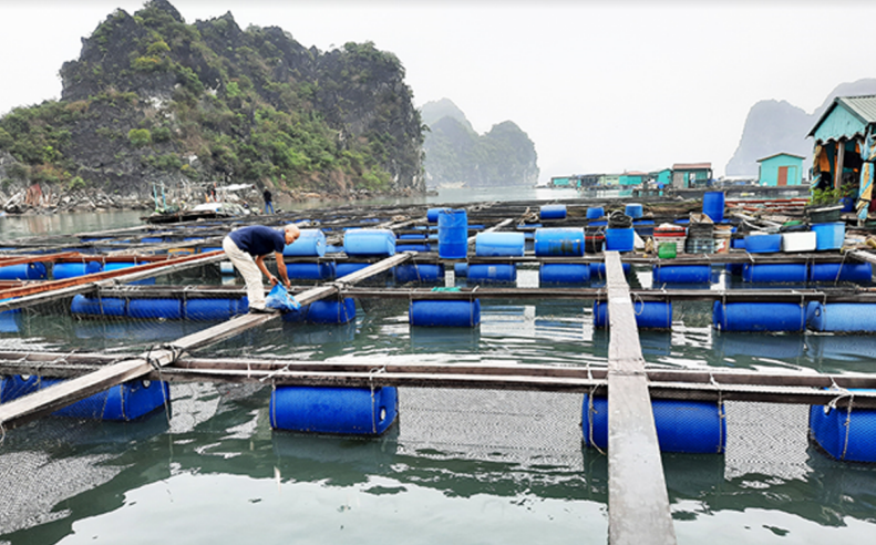Là địa phương có nhiều thế mạnh về nuôi biển, song năm 2023, diện tích nuôi biển của Quảng Ninh mới đạt 10.200ha. (Ảnh: baoquangninh.com.vn)
