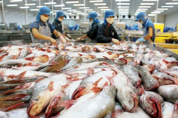 Nửa đầu tháng 3/2024, Việt Nam XK gần 3 triệu USD cá tra sang Thái Lan, tăng 42% so với cùng kỳ (Ảnh minh họa).