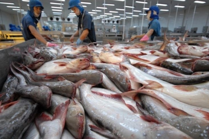 Tính từ đầu năm đến hết ngày 15/3, kim ngạch xuất khẩu cá tra từ Việt Nam sang Canada đã đạt hơn 8 triệu USD. (Ảnh minh họa)