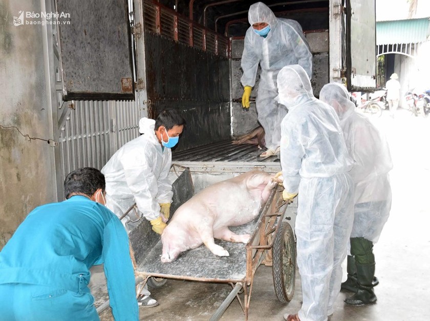 Chính phủ có quy định mới về hỗ trợ tiêu hủy lợn mắc DTLCP