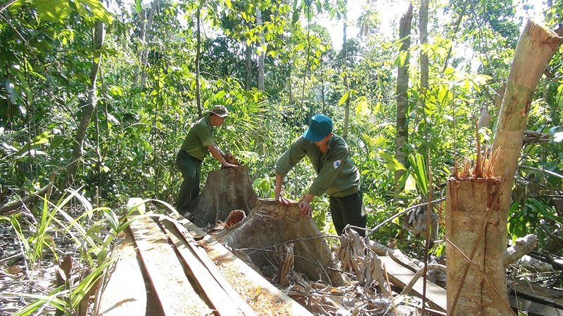 Hiện trường vụ phá rừng quy mô lớn ở Phú Yên.