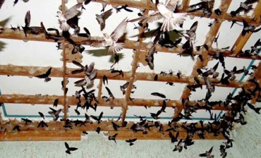 Việc quản lý nuôi chim yến ở Phú Yên còn nhiều lúng túng, khó khăn (ảnh minh họa)
