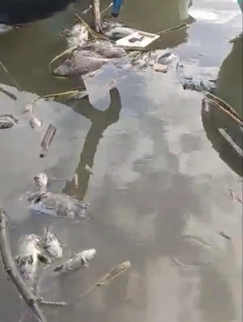 Cá mú chết nổi lềnh bềnh trên sông