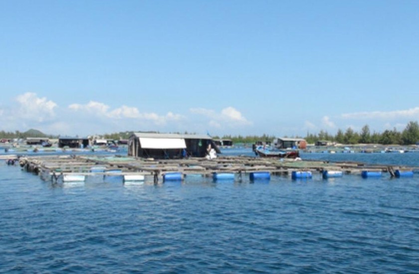 Khánh Hòa lên kế hoạch triển khai Chiến lược phát triển thủy sản Việt Nam đến năm 2030.