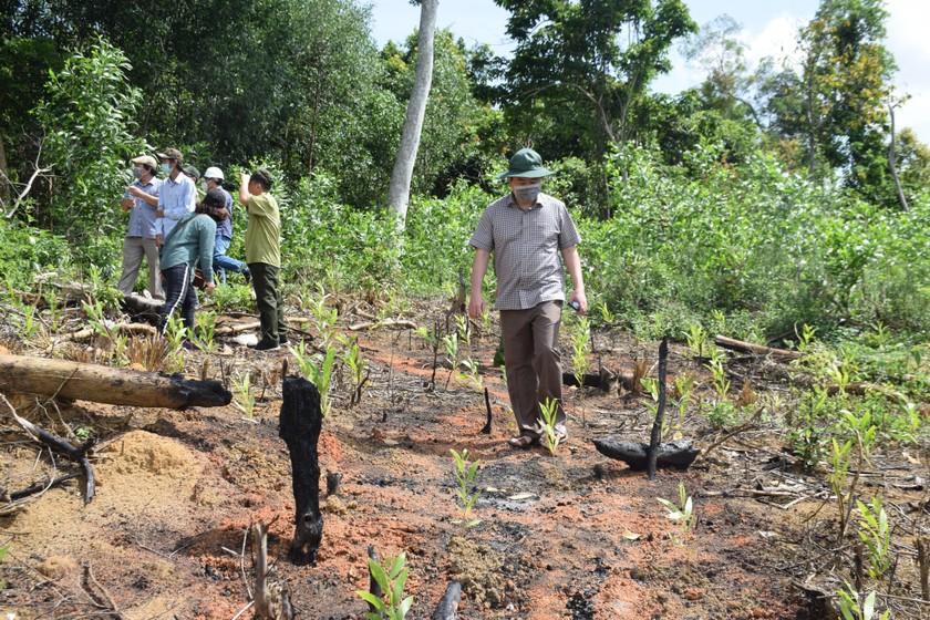 Lãnh đạo UBND tỉnh Phú Yên và các cơ quan chức năng kiểm tra, chỉ đạo xử lý hành vi phá rừng tại hiện trường khu vực rừng phòng hộ đầu nguồn tại xã Sơn Hội, huyện Sơn Hòa.
