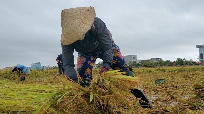 Đám lúa ngã được người dân gặt bằng tay