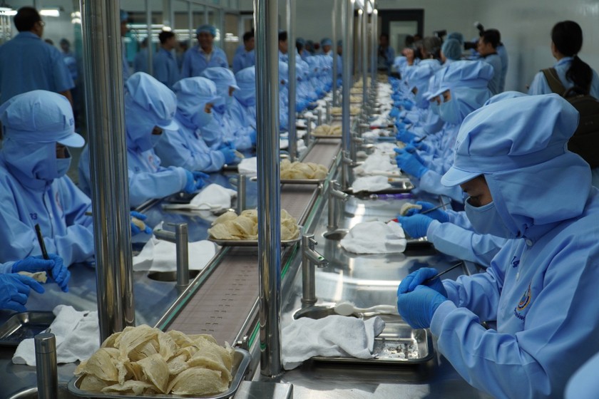 Yến sào Khánh Hòa xuất khẩu lô hàng chính ngạch tổ yến nguyên chất đầu tiên sang thị trường Trung Quốc