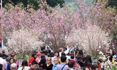 7.000 cành hoa anh đào sẽ khoe sắc tại Hà Nội