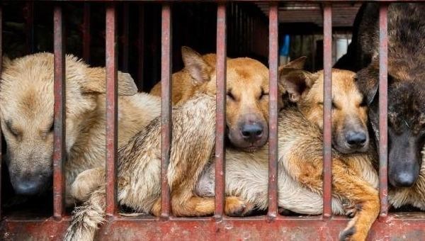 Lễ hội thịt chó diễn ra ở Trung Quốc bất chấp quy định mới về bảo vệ chó