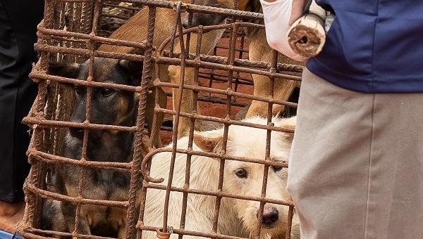 Campuchia đóng cửa một lò mổ lớn, tiến tới cấm ăn thịt chó