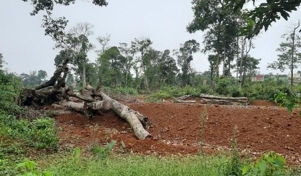 Hiện trạng rừng tại huyện Kon Plong với các thân cây rừng đã bị chặt phá nằm ngổn ngang.