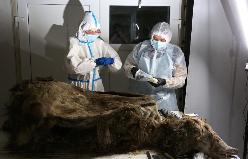 Các nhà khoa học khám nghiệm xác con gấu nâu được bảo quản gần như hoàn hảo trong băng vĩnh cửu ở phía đông Siberia 3.460 năm. Ảnh: Reuters.