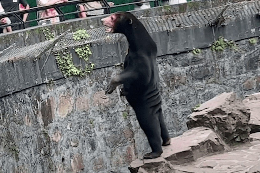 Khoảng khắc con gấu chó ở sở thú ở Hàng Châu (Trung Quốc) đứng bằng hai chân sau trên vách đá, vẫy hai chân trước giao lưu với du khách. Ảnh: Twitter.