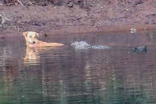 Cá sấu giải cứu một con chó gặp nạn. Ảnh: Utkarsha M. Chavan & Manoj R. Borkar.