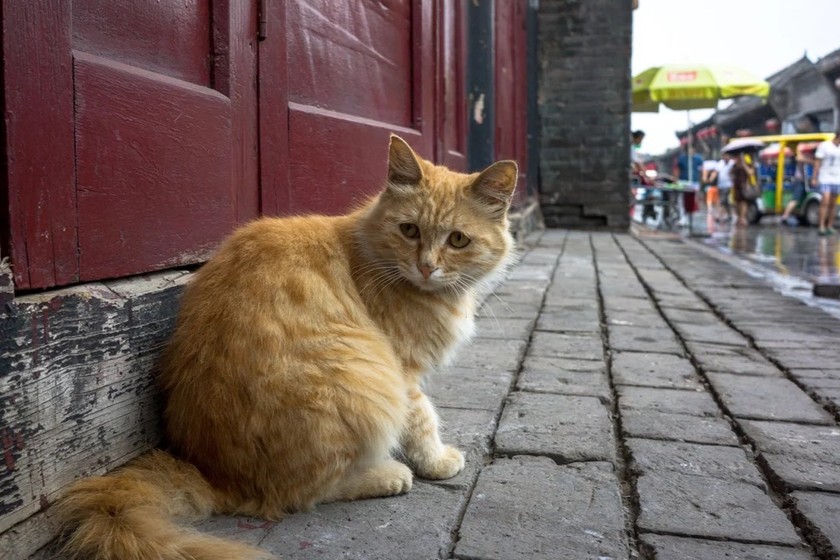 Một con mèo trên đường phố ở Trung Quốc. Ảnh: Getty.