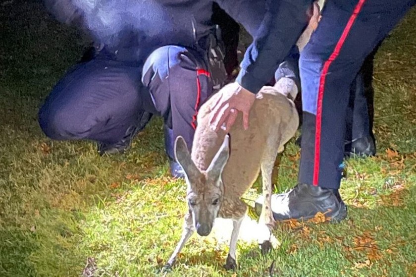 Cảnh sát bắt con kangaroo ở phía đông Toronto. Ảnh: Reuters.