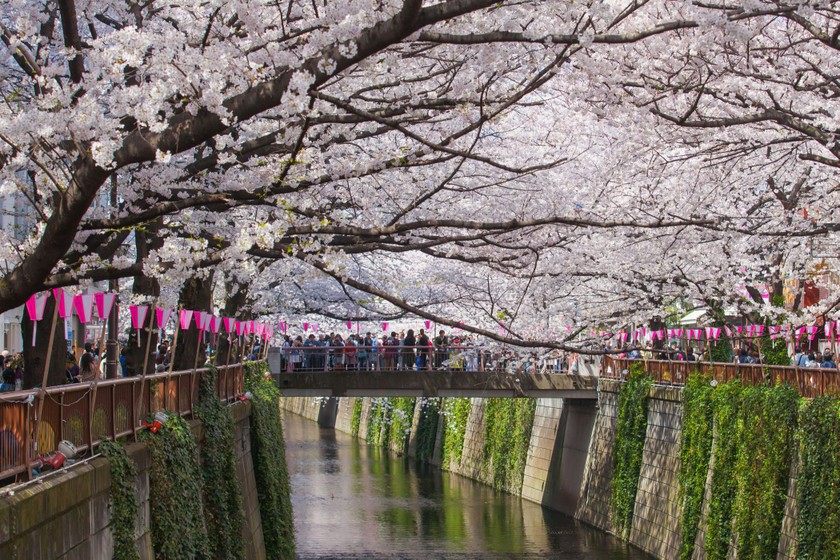 Hai bên bờ sông Meguro là địa điểm nổi tiếng tại Tokyo vào mùa xuân. Ảnh: Torsakarin.