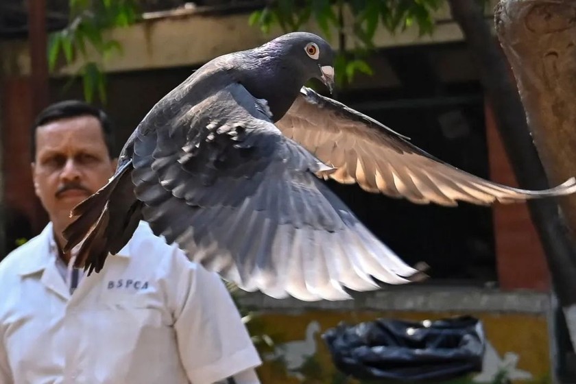 Con chim bồ câu được thả về thiên nhiên ở Bombay vào ngày 30/1. Ảnh: AP.