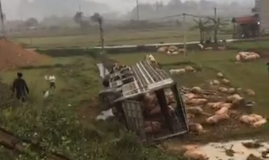 Xe tải lật, lợn 'xổ lồng' chạy quanh ruộng ở Lạng Sơn