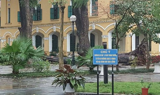 Hà Nội mưa lớn, cây cổ thụ bật gốc làm 4 học sinh bị thương