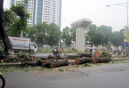 Hà Nội đã chặt hạ hàng loạt cây xanh trên đường Nguyễn Trãi.