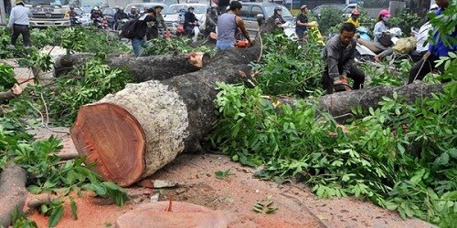 Một cây lâu năm vừa bị đốn hạ ở Hà Nội vừa qua.