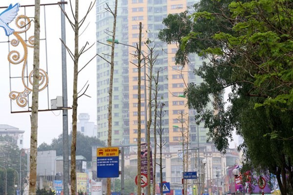 Cây được trồng mới ở đường Nguyễn Chí Thanh không phải là cây vàng tâm trong sách đỏ, mà là cây Mỡ? 