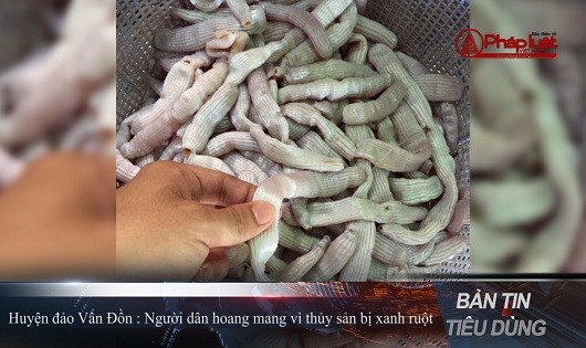 Bản tin Tiêu dùng: Người dân Quảng Ninh hoang mang vì thủy sản bị xanh ruột