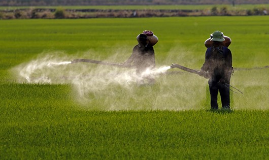 California liệt kê glyphosate có trong thuốc diệt cỏ là nguyên nhân gây ung thư