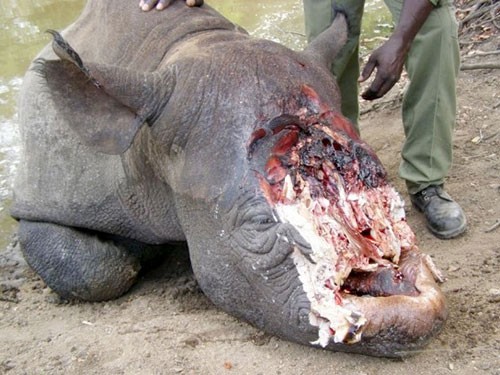 Mỗi ngày ít nhất có 2 con Tê giác bị giết để lấy sừng
