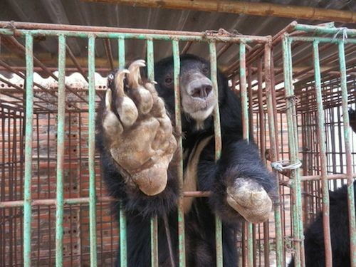 Quảng Ninh: Gấu nuôi nhốt đang bị bỏ đói và chết hàng loạt