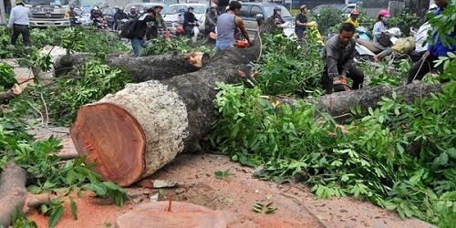 Người Phát ngôn Chính phủ trả lời về chặt hạ cây xanh, lấp sông Đồng Nai
