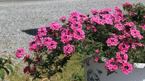 Hoa ở Sapa, mùa tháng Tư.